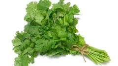 How to grow cilantro