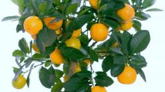 How to grow oranges from seeds
