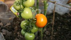 Как подвязывать помидоры в теплицах