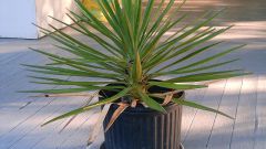 How to save Yucca