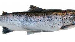 How to distinguish salmon from trout