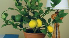 Как поливать лимон