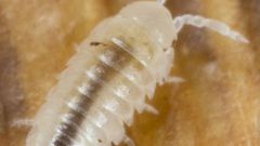 How to kill pill bugs