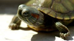 Как узнать, сколько лет сухопутной черепахе