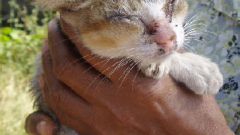 How to cure ear mites in cats