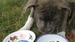 How to feed a puppy dry food
