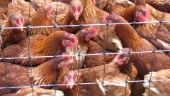 How to build a chicken farm