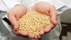 Как купить зерно в 2017 году