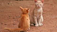 Как подружить кота и кошку