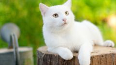 Как назвать белого кота