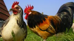 How to distinguish a hen from a rooster