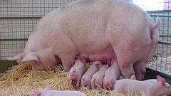 Как определить вес свиньи