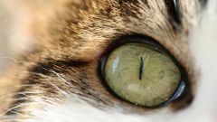 Как лечить глаза у кота