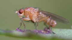 Как избавиться от мухи-дрозофилы