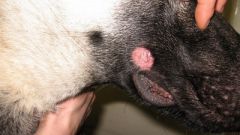 How to treat ringworm on a dog