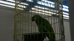 Как перевезти попугая