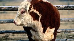 How to build a shed for cattle