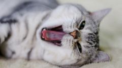 Как вызвать рвоту у кошки