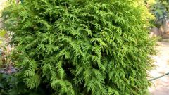 How to grow thuja sprouts