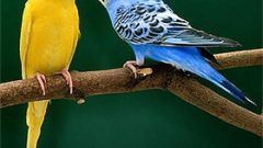 Как размножать попугаев