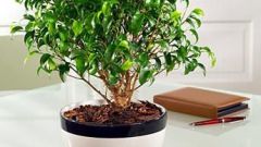 How to cure ficus
