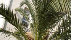 Как пересадить финиковую пальму