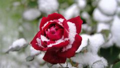 Как сохранить розы зимой