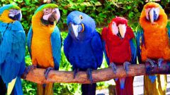 Как определить самца попугая
