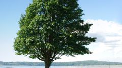 Как узнать возраст дерева