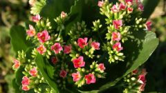How to make Kalanchoe bloom