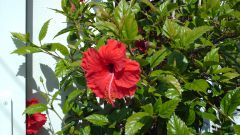 How to trim hibiscus