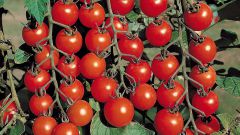 How to grow cherry tomatoes