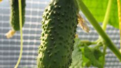 How to get your seeds from cucumbers