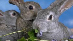 Как отличить зайца от кролика