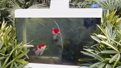 Как сделать внешний фильтр для аквариума
