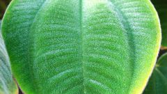 Как определить, осуществляет ли фотосинтез видоизмененный лист