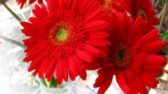 How to keep gerbera daisies in a vase