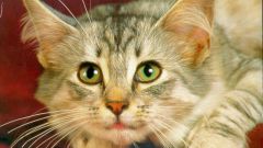 How to identify ringworm in cats