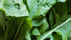 How to grow rucola