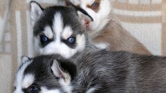 How to raise a puppy husky