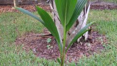 Как вырастить кокосовую пальму