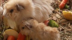 How to determine pregnancy in the Guinea pig