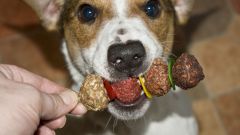 How to feed a Jack Russell Terrier