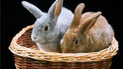 Как завести кроликов