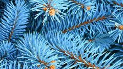 How to plant a blue spruce