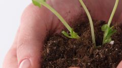 Как ускорить рост растений