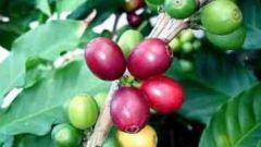 Как вырастить кофейное дерево в домашних условиях
