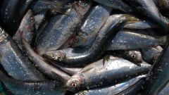 How to catch herring