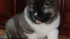 How to feed a puppy of Caucasian shepherd
