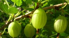 How to cook the Royal gooseberry jam